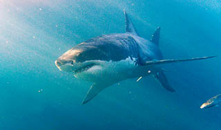 Акула перегрызла серфера пополам Акула перегрызла серфера пополам