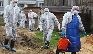 Свиная чума угрожает Тверской области Свиная чума угрожает Тверской области