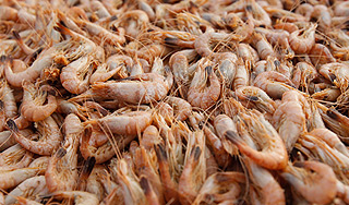 В Петербурге задержали 20 тонн креветок В Петербурге задержали 20 тонн креветок