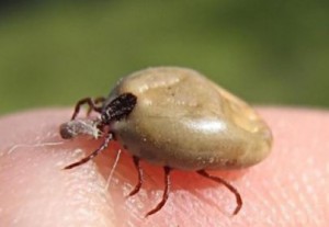 Свыше тысячи человек пострадали от укусов клещей