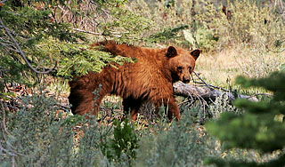 Бабушка спаслась от медведя в болоте Бабушка спаслась от медведя в болоте