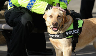 В британской полиции на собак надели камеры В британской полиции на собак надели камеры