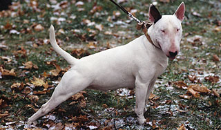 В Москве бультерьер загрыз хозяина В Москве бультерьер загрыз хозяина