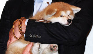 Путину подарят нового щенка Путину подарят нового щенка