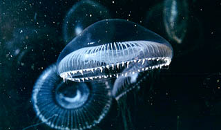 Робот-медуза станет новым сердцем человека Робот-медуза станет новым сердцем человека