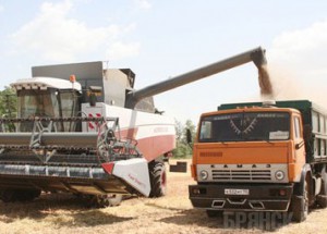 В Брянской области началась жатва пшеницы и ржи