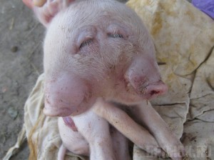 В Брянской области родился поросенок с двумя головами