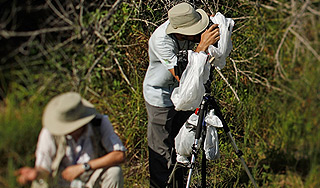 В Британии нашли червяка с 60 глазами В Британии нашли червяка с 60 глазами