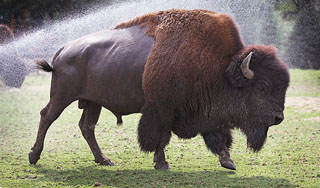 На Смоленщине массово гибнут бизоны На Смоленщине массово гибнут бизоны