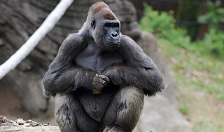 В зоопарке Праги повесилась горилла В зоопарке Праги повесилась горилла