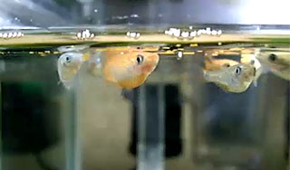 На МКС будут разводить рыб На МКС будут разводить рыб