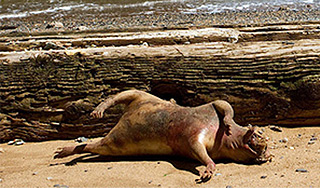 В США нашли труп неизвестного животного В США нашли труп неизвестного животного