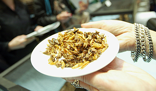 Человечество заменит мясо насекомыми Человечество заменит мясо насекомыми