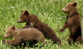 В Бурятии нашли "кладбище" бурых медведей В Бурятии нашли "кладбище" бурых медведей
