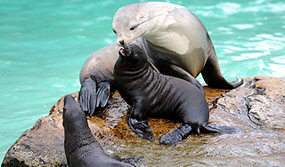 Человечеству грозит тюлений грипп Человечеству грозит тюлений грипп