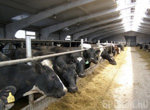 Под Жуковкой построят крупную молочную ферму