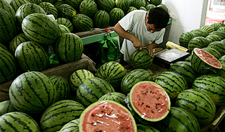 На Камчатке перехватили арбузы-убийцы На Камчатке перехватили арбузы-убийцы