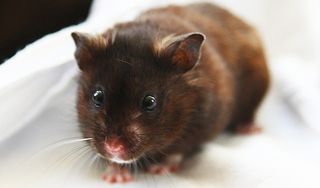 Полиция Лондона спасла хомяка из пасти кота Полиция Лондона спасла хомяка из пасти кота