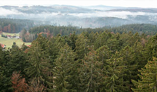 Подросток выбирался из тайги три дня Подросток выбирался из тайги три дня