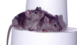 Мыши и улитки полетят в космос весной Мыши и улитки полетят в космос весной