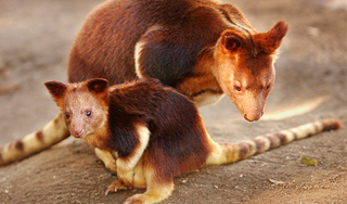 Из австралийского зоопарка украли 60 зверей Из австралийского зоопарка украли 60 зверей