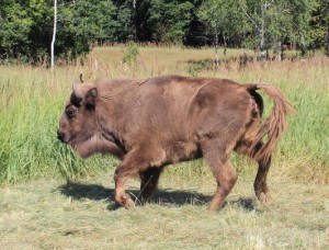 В Брянский заповедник доставили партию зубров bryansky-les.ru