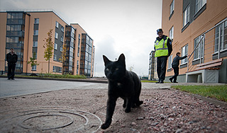 Кошка доставляла наркотики осужденным Кошка доставляла наркотики осужденным