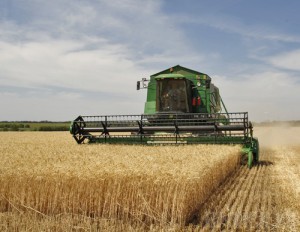 Посевная площадь расширилась на 25 тысяч гектаров