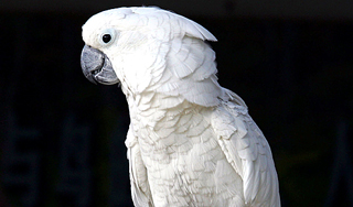 Попугаи мыслят на уровне ребенка Попугаи мыслят на уровне ребенка