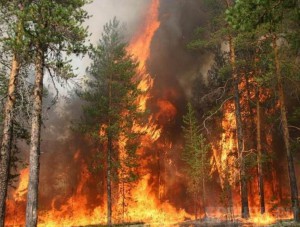 В текущем году зафиксировали 30 лесных пожаров