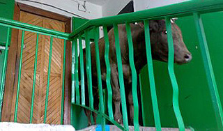 Бык загнал корову на пятый этаж жилого дома Бык загнал корову на пятый этаж жилого дома