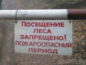 В Брянской области запретили посещение лесов