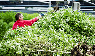В римском метро нашли поле конопли В римском метро нашли поле конопли