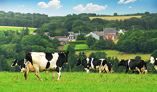 Налоги выгонят фермеров из новой Москвы Налоги выгонят фермеров из новой Москвы