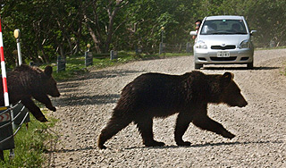 Норвежец объехал лося и сбил медведя Норвежец объехал лося и сбил медведя