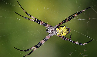 Паук-"йети" прятался от ученых Паук-"йети" прятался от ученых