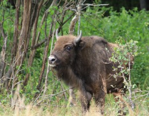 В Брянский заповедник привезли еще трех зубров bryansky-les.ru