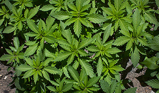 Заключенные вырастили поле конопли Заключенные вырастили поле конопли