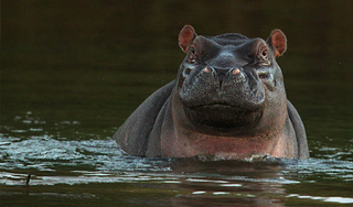 Южноафриканский бегемот застрял в бассейне Южноафриканский бегемот застрял в бассейне