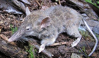 В Индонезии нашли грызуна без зубов В Индонезии нашли грызуна без зубов