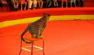 Леопард напал на детей в цирке Леопард напал на детей в цирке