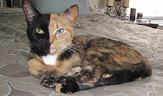 "Двуликая" кошка стала звездой Интернета "Двуликая" кошка стала звездой Интернета