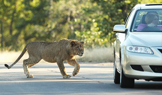 В Британии полиция ищет льва В Британии полиция ищет льва