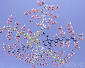 Брянская парашютистка помогла команде поставить рекорд