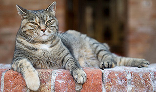 Британцы приняли за льва домашнюю кошку Британцы приняли за льва домашнюю кошку