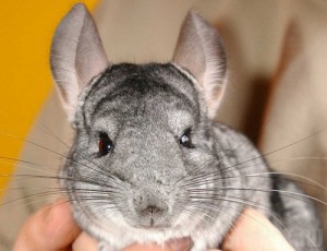 Брянские пограничники задержали 115 шиншилл