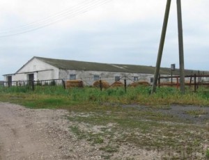 В красногорском СПК «Родина» обнаружили антисанитарию