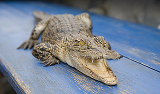 На детской площадке нашли крокодила На детской площадке нашли крокодила