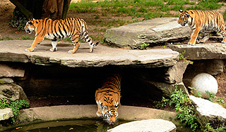 Двухлетний малыш стал смотрителем зоопарка Двухлетний малыш стал смотрителем зоопарка