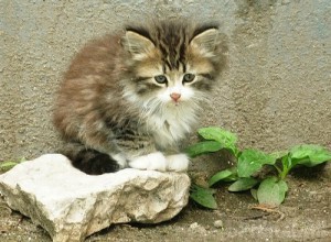В Брянске проведут концерт в защиту животных